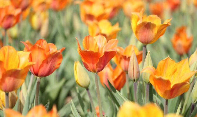 Vreewijk verder in de lente